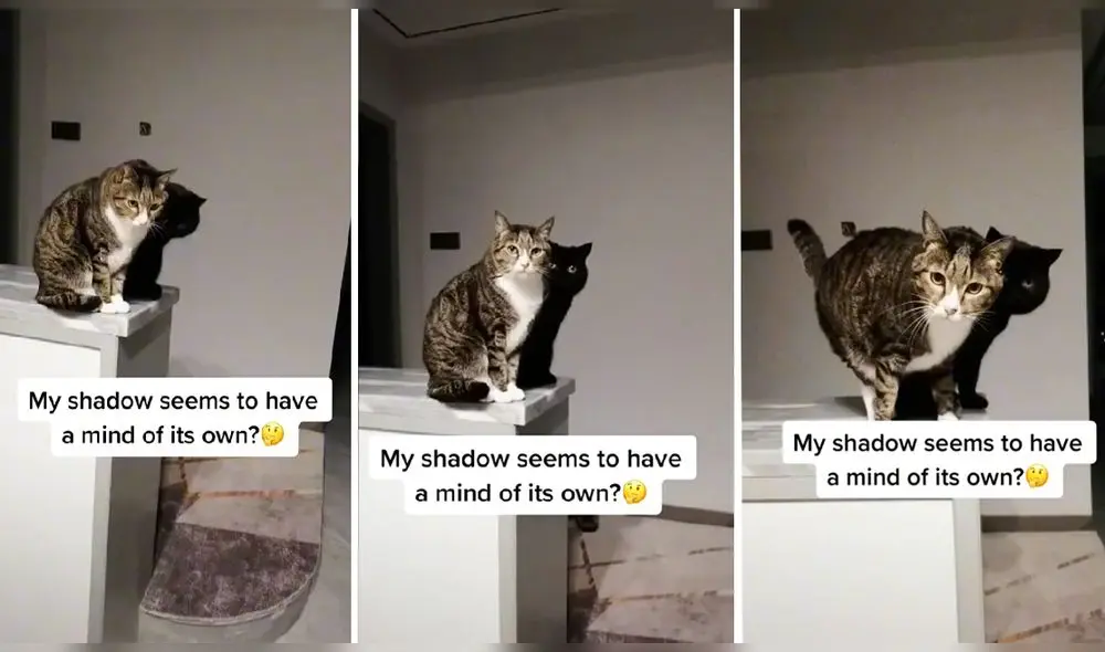 Video consiguió más de 491.400 'me gusta' en TikTok. Foto: captura de TikTok