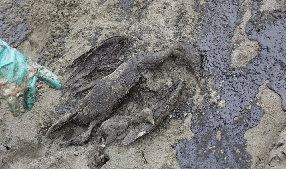 Patillo y su cría fueron hallados muertos en las costas de Ventanilla. Foto: Carlos Felix / La República