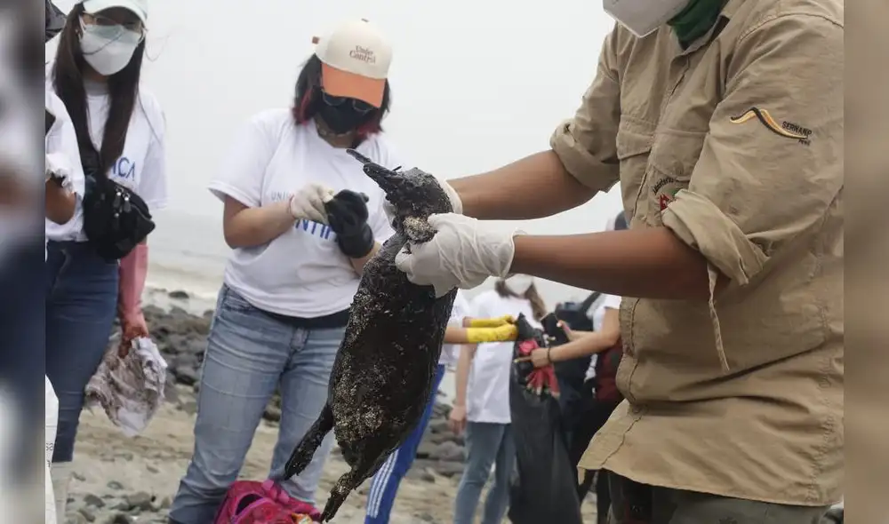 Voluntarios se han acercado a los balnearios para apoyar con los rescates. Foto: Carlos Felix / La República