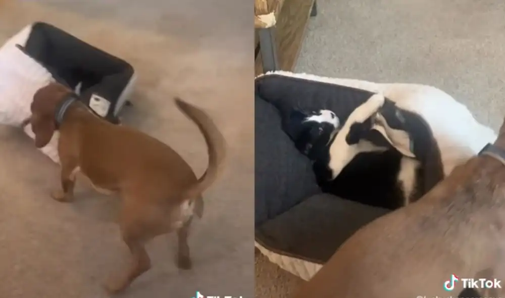 El felino impidió que su 'amigo' perruno descanse en ella. Foto: captura de TikTok
