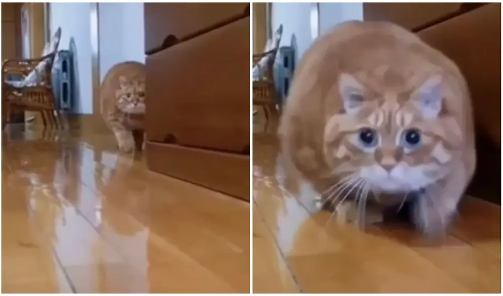 Gato descubre que sus dueños lo vigilan por una cámara escondida y detiene sus travesuras. Foto: captura de TikTok