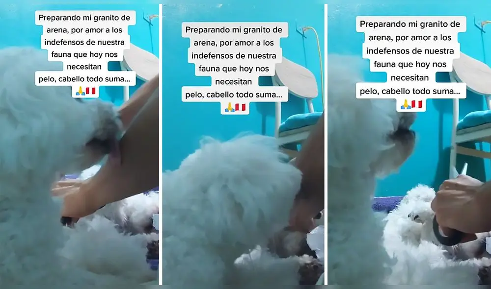 Video ha conseguido más de 76.200 reproducciones en TikTok. Foto: captura de TikTok Video ha conseguido más de 76.200 reproducciones en TikTok. Foto: captura de TikTok