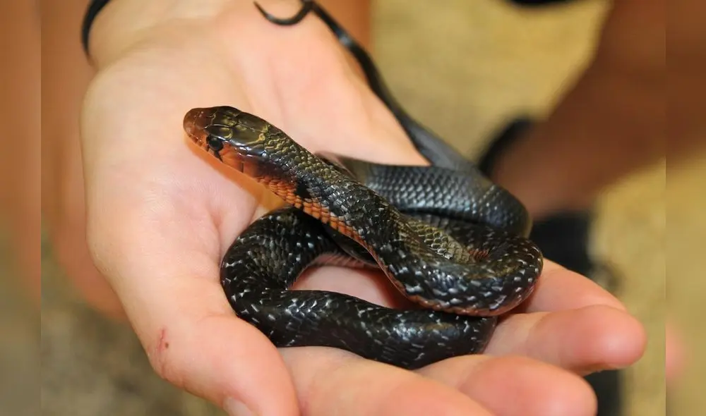 La mayoría de sueños relacionados con víboras están vinculados con problemas. Foto: centropet