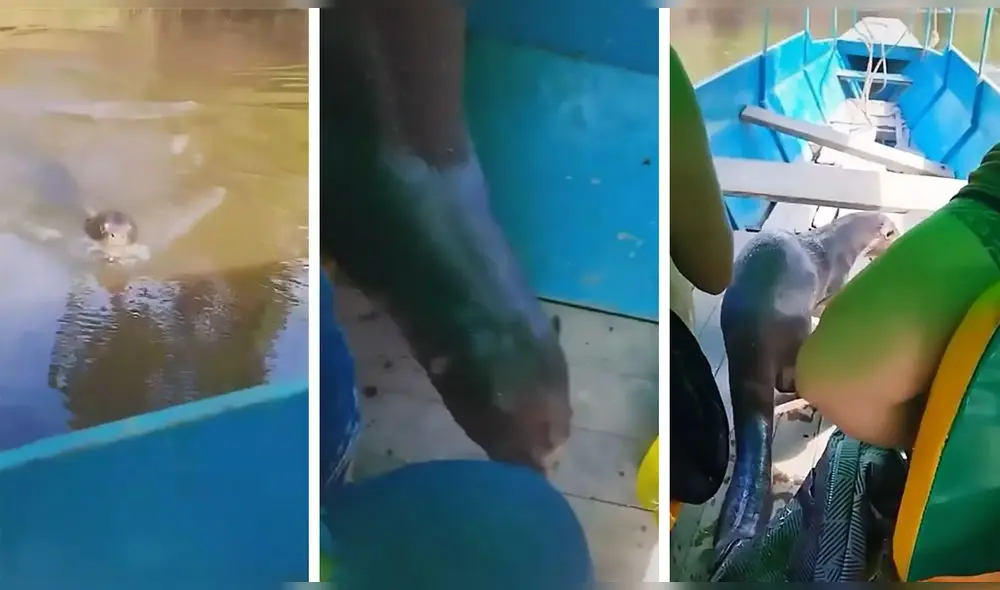 “La nutria: Inspección fluvial”, comentó un usuario de TikTok. Foto: captura de TikTok