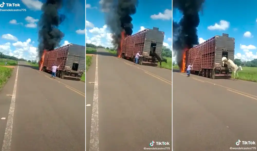 El hombre actuó oportunamente para salvar la vida de los animales. Foto: captura de TikTok