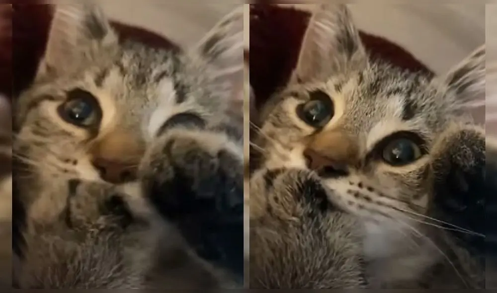 El clip se compartió por el canal de YouTube Jukin Media. Foto: captura de YouTube