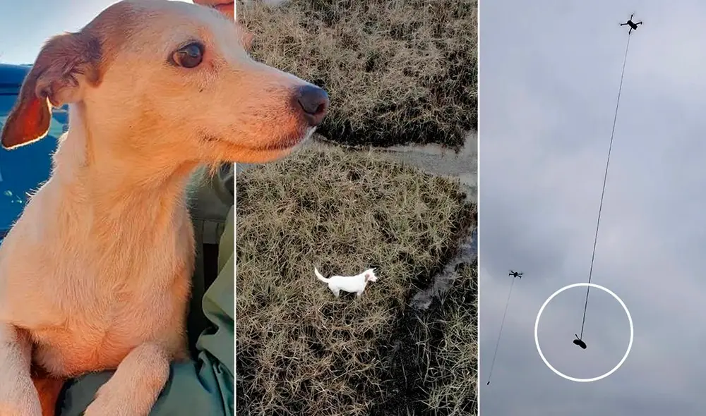 Millie, la jack russell, en una marisma cerca de Portsmouth. Foto: UKTimesNews Millie, la jack russell, en una marisma cerca de Portsmouth. Foto: UKTimesNews