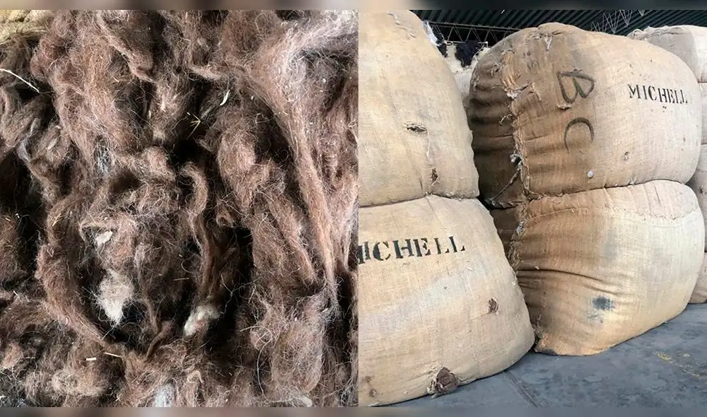La empresa recordó que el pelo de alpaca es biodegradable, por lo tanto, no genera un impacto nocivo en el planeta. Foto: composición LR/Michell Alpaca La empresa recordó que el pelo de alpaca es biodegradable, por lo tanto, no genera un impacto nocivo en el planeta. Foto: composición LR/Michell Alpaca
