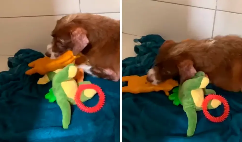 La perrita lloraba al ver que sus muñecos no se movían, por lo que los voluntarios buscaron una solución. Foto: captura de Facebook
