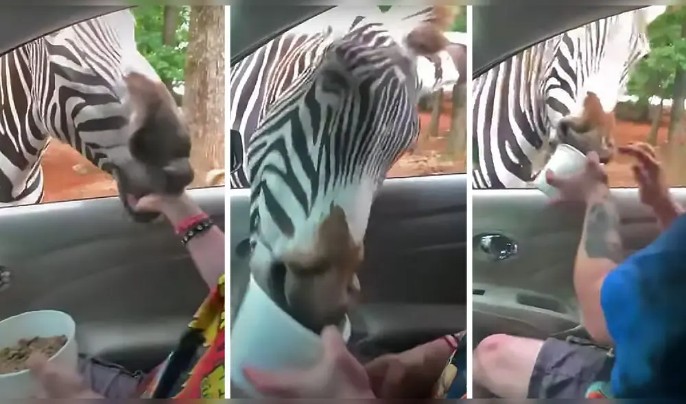 El hombre estaba de visita cuando de pronto vio al animal y decidió alimentarlo. Foto: captura de YouTube El hombre estaba de visita cuando de pronto vio al animal y decidió alimentarlo. Foto: captura de YouTube