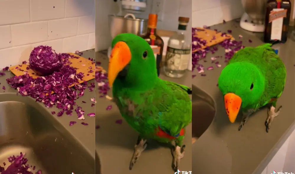 El ave fue encontrado por su dueña cuando comía todo el repollo. Foto: captura de TikTok El ave fue encontrado por su dueña cuando comía todo el repollo. Foto: captura de TikTok