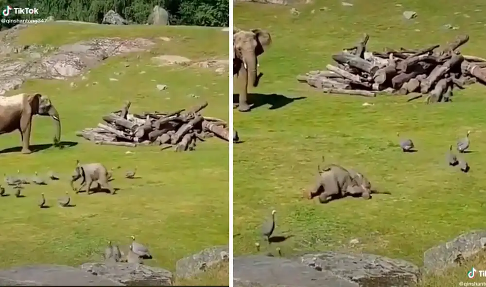 Aunque este bebé elefante no puede hablar, ellos han desarrollado otras formas de comunicación. Foto: captura de TikTok