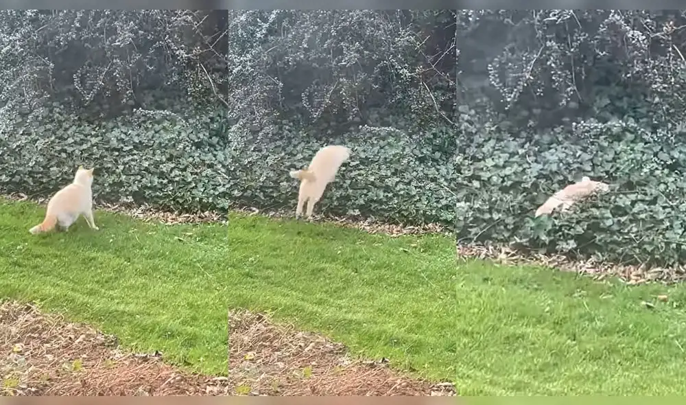 La escena del gracioso animal ocurrió en Escocia. Foto: captura de YouTube