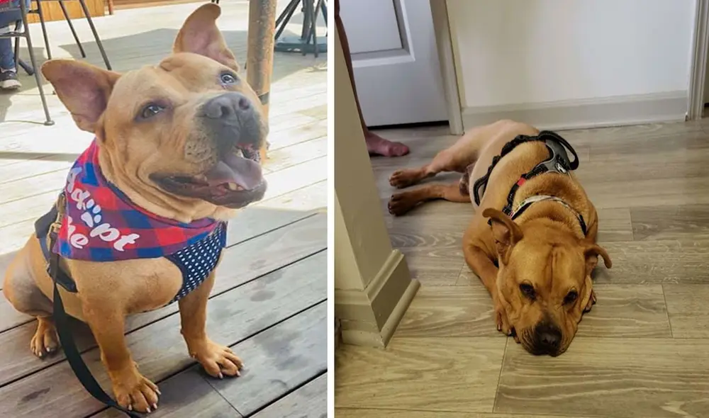 Los encargados de un refugio estaban alegres de que el animal por fin tenga un hogar, pero todo cambió cuando se enteraron que la familia retrocedió en su decisión. Foto: Kentucky Humane Society Los encargados de un refugio estaban alegres de que el animal por fin tenga un hogar, pero todo cambió cuando se enteraron que la familia retrocedió en su decisión. Foto: Kentucky Humane Society