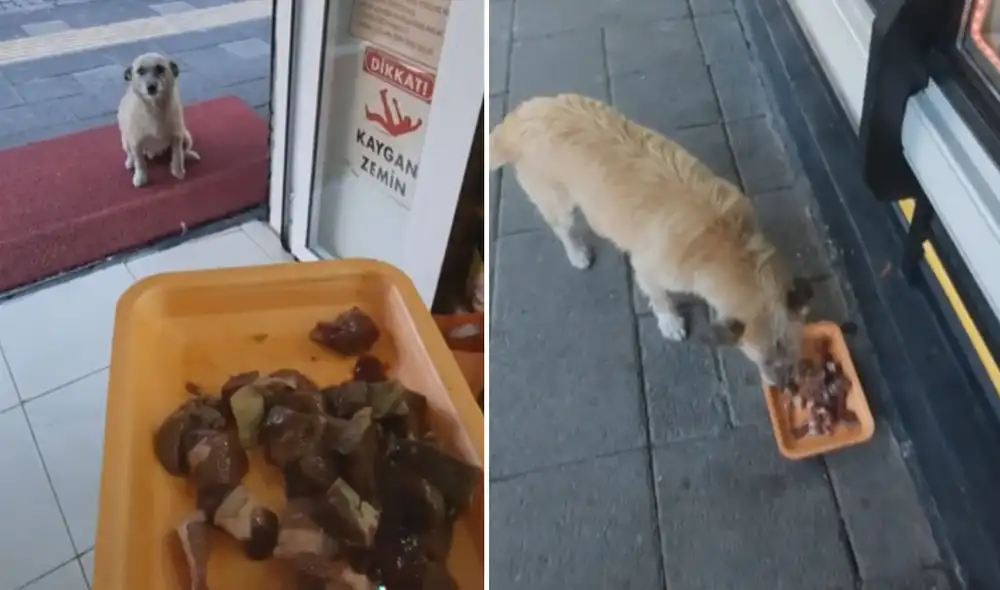 El noble gesto de este hombre logró conmover a miles de usuarios en las redes sociales. Foto: captura de TikTok