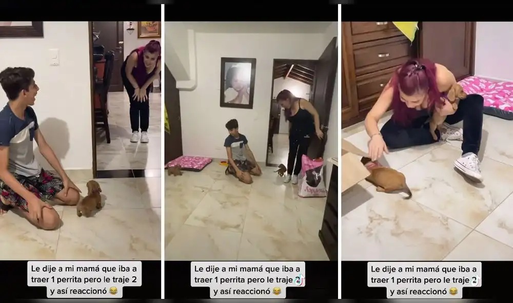 La escena consiguió más de 5 millones de visualizaciones. Foto: captura de TikTok