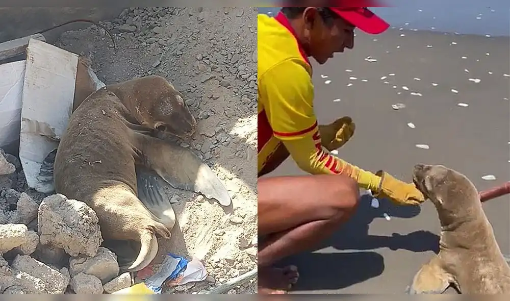 El lobito de mar no tenía ninguna lesión ni tampoco fue lastimado en las acciones de auxilio. Foto: composición LR/PNP