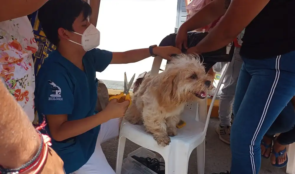 Se conoció que se puede donar: pelos de mascotas, botas, guantes de nitrilo, mallas mosquiteras, pantimedias. Foto: LR Se conoció que se puede donar: pelos de mascotas, botas, guantes de nitrilo, mallas mosquiteras, pantimedias. Foto: LR