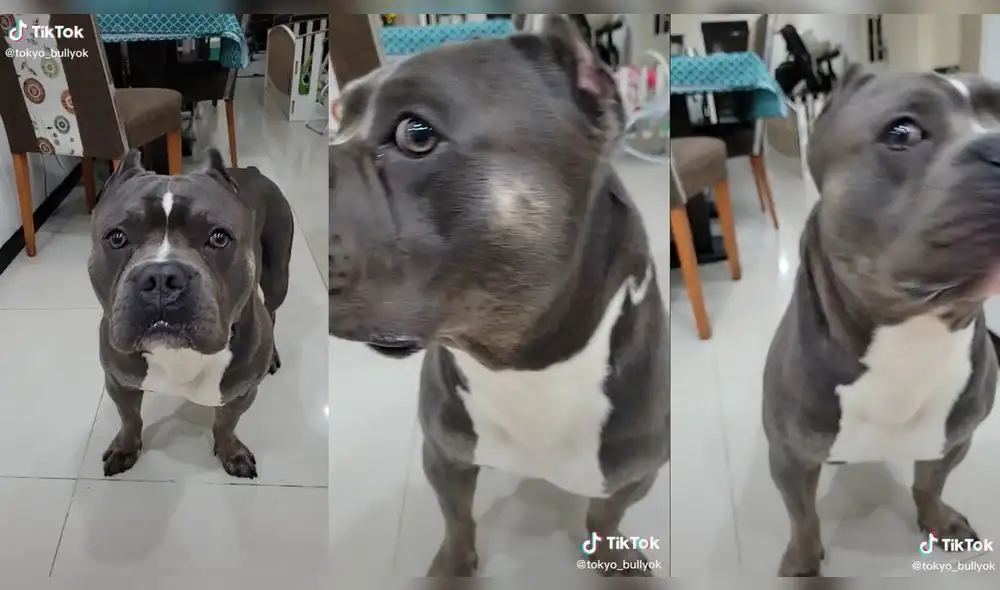El tierno animal tuvo una graciosa reacción. Foto: captura de TikTok