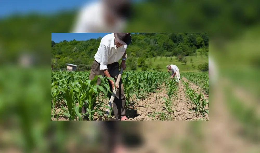 El bono Wanuchay es un subsidio económico dirigido a los agricultores perjudicados por la pandemia de la COVID-19. Foto: Andina.
