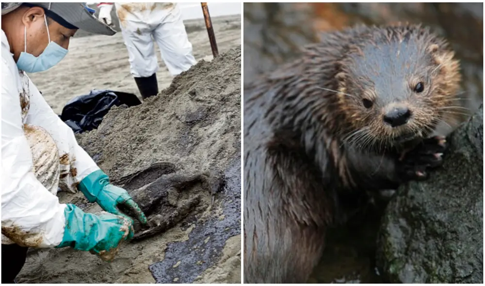 La nutria marina es un animal "en peligro". Dicha especie fue afectada por el derrame de petróleo de Repsol. Foto: composición LR/Félix Contreras/ProDelphinus