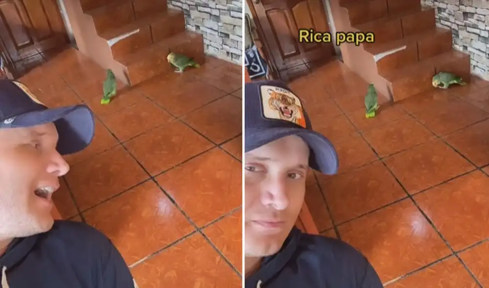 El 'talento' de estas aves logró cautivar a miles en las redes sociales. Foto: captura de TikTok El 'talento' de estas aves logró cautivar a miles en las redes sociales. Foto: captura de TikTok
