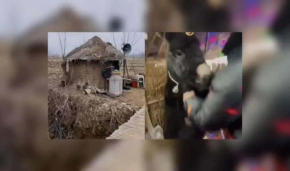 La reacción del animal divirtió a miles de internautas. Foto: captura de TikTok