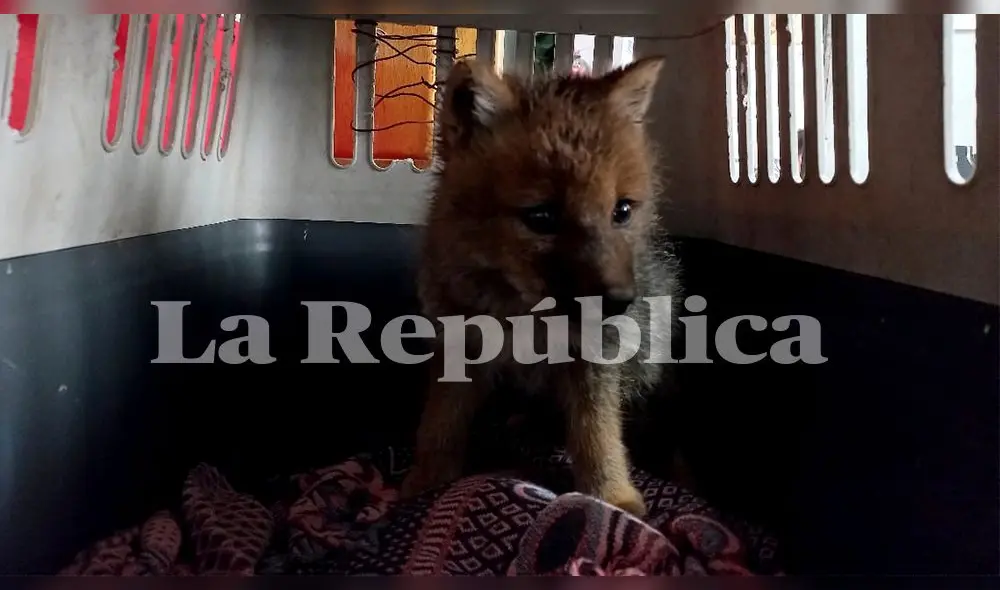 El especialista indicó que la zorrita debe recibir un trato adecuado porque podría enfermedad de estrés. Foto: La República El especialista indicó que la zorrita debe recibir un trato adecuado porque podría enfermedad de estrés. Foto: La República