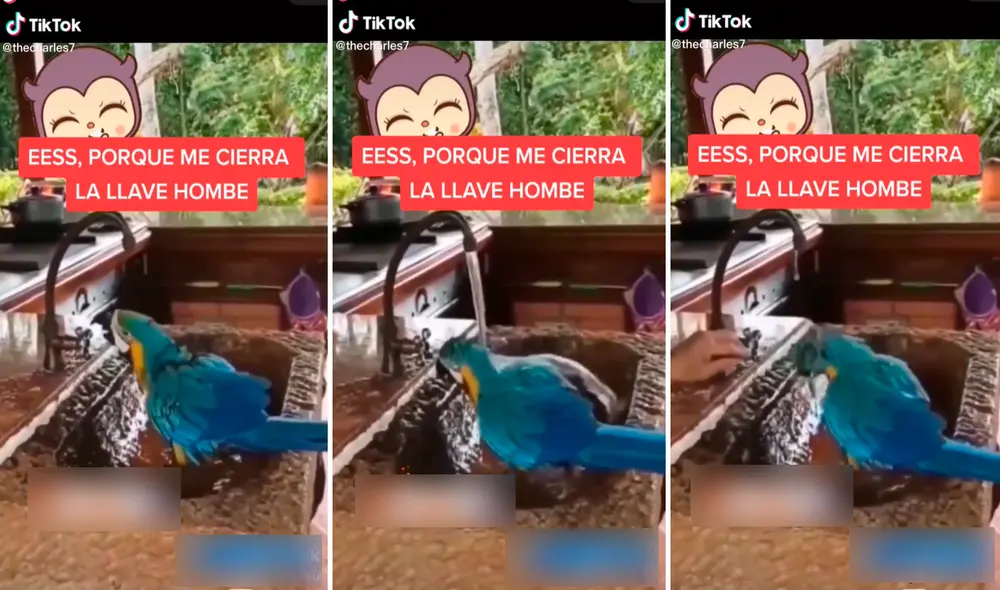 El inteligente lorito aprendió a abrir la llave del lavadero para darse una buena bañada ante las altas temperaturas. Foto: captura de TikTok El inteligente lorito aprendió a abrir la llave del lavadero para darse una buena bañada ante las altas temperaturas. Foto: captura de TikTok