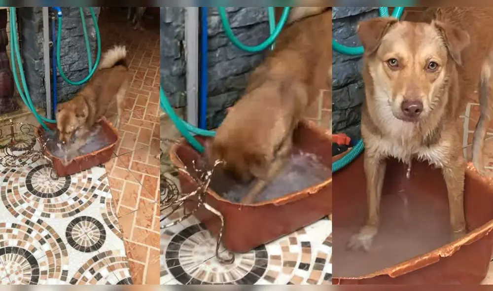 La mujer trató de calmar a su mascota. Foto: captura de YouTube La mujer trató de calmar a su mascota. Foto: captura de YouTube