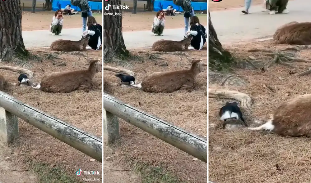 El pequeño cuervo sacó todo el material que pudo de la cola del venado para construir su nido. Foto: captura de TikTok
