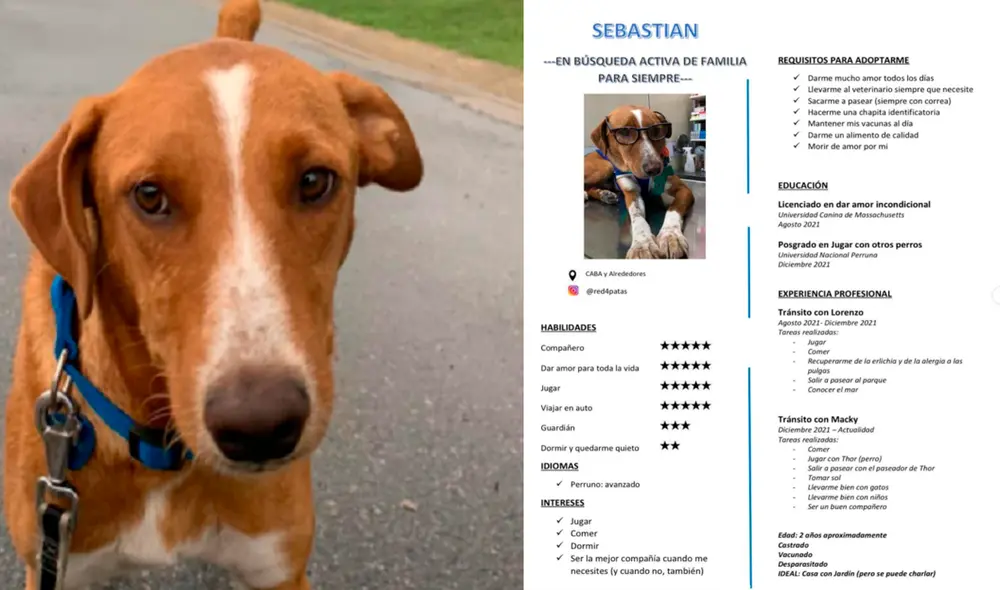 Ahora Sebastián contará con una familia que se preocupe por sus necesidades y, sobre todo, le brinde cariño, así como mucho amor. Foto: captura de Facebook Ahora Sebastián contará con una familia que se preocupe por sus necesidades y, sobre todo, le brinde cariño, así como mucho amor. Foto: captura de Facebook