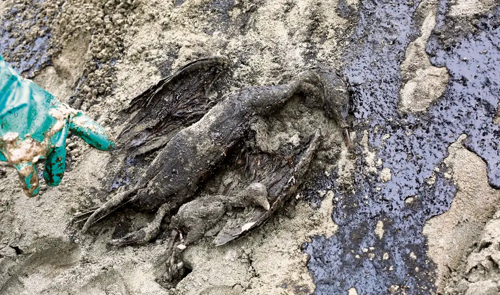 Muerte de ave y su cría. Solo en la Zona Reservada Lomas de Ancón se han hallado 35 aves sin vida y otras 50 afectadas. Foto: Félix Contreras/La República