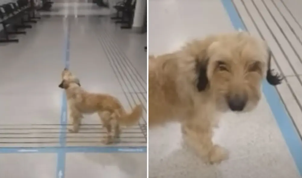 Usuarios de las redes sociales han quedado sumamente conmovidos al conocer este caso. Foto: captura de YouTube