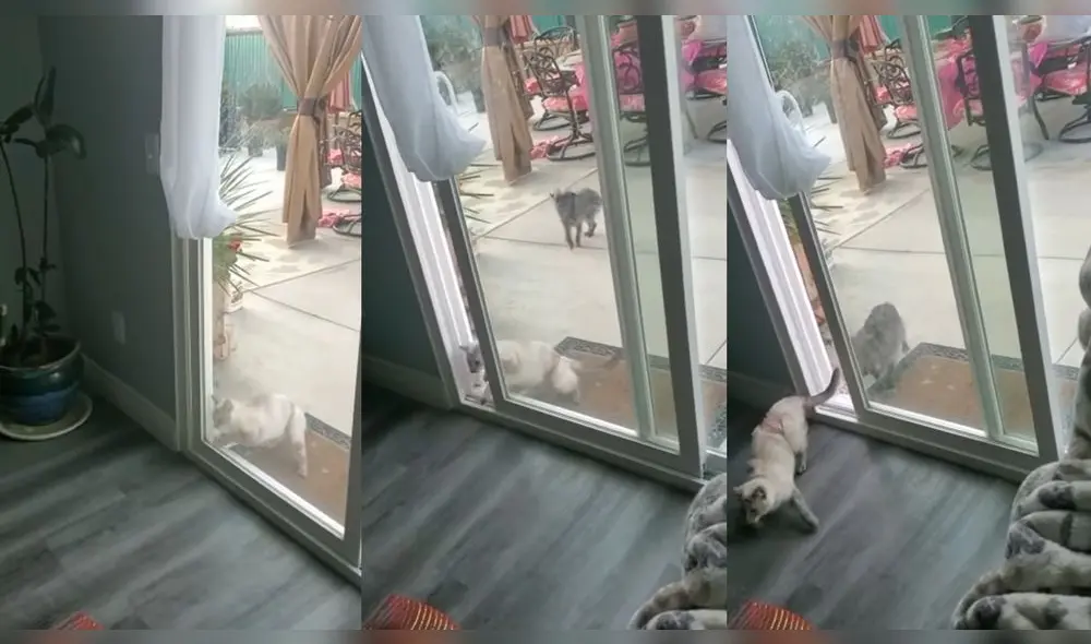 El perrito acompañó al felino cuando abrió la puerta. Foto: captura de YouTube