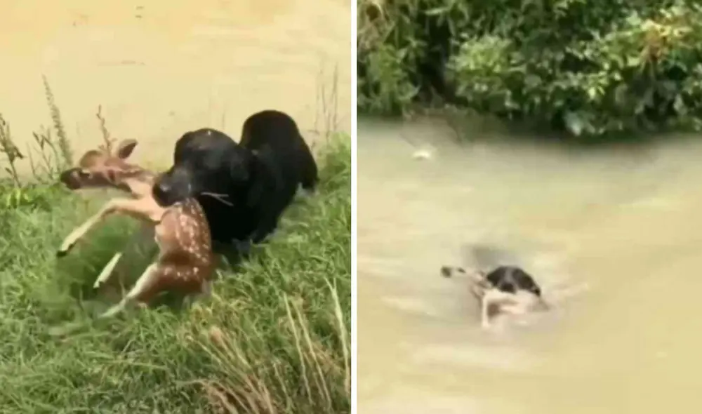 Miles de usuarios quedaron conmovidos al ver esta historia. Foto: captura de YouTube