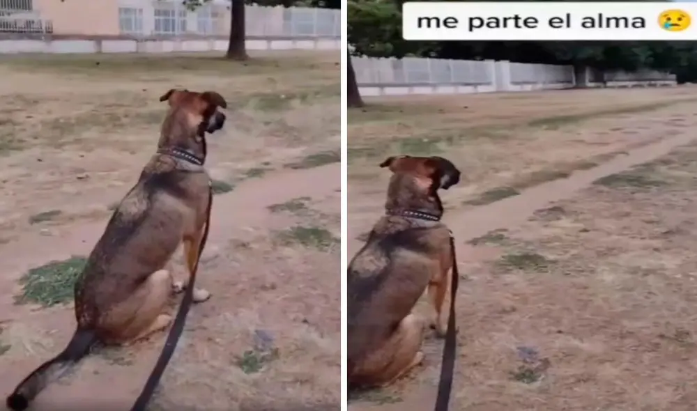 Una mujer accedió a la petición de su querida mascota para que fueran a caminar muy temprano, pero desafortunadamente nada salió a lo esperado. Foto: captura de Facebook