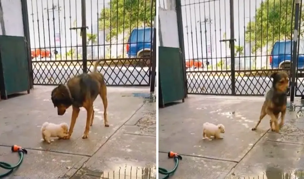 La ocurrente conducta del animal dejó sin palabras a varios usuarios en las redes sociales. Foto: captura de TikTok