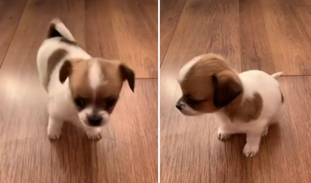 La tierna reacción de este cachorro dejó sin palabras a miles de usuarios en las redes sociales. Foto: captura de TikTok
