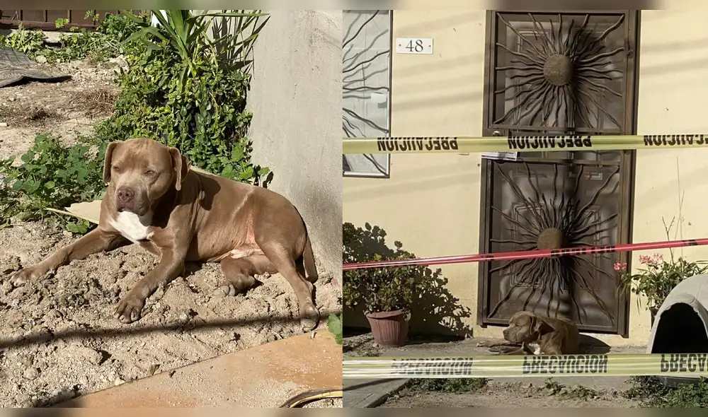 La noche del domingo 23 de enero, a las afueras de su casa, fue asesinada en Tijuana la periodista Lourdes Maldonado. Foto: Twitter / Carlos Quiñones La noche del domingo 23 de enero, a las afueras de su casa, fue asesinada en Tijuana la periodista Lourdes Maldonado. Foto: Twitter / Carlos Quiñones