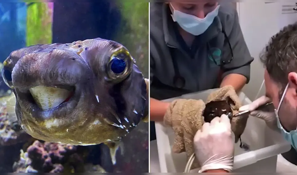 Video consiguió más de 14.488 visualizaciones en YouTube. Foto: captura de YouTube Video consiguió más de 14.488 visualizaciones en YouTube. Foto: captura de YouTube