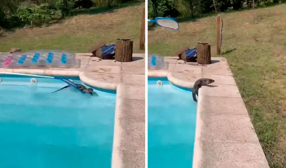 Los miembros de la familia hicieron todo lo posible para alejar a un lagarto que se sumergió en el agua sin problemas a causa del calor. Foto. Captura de YouTube