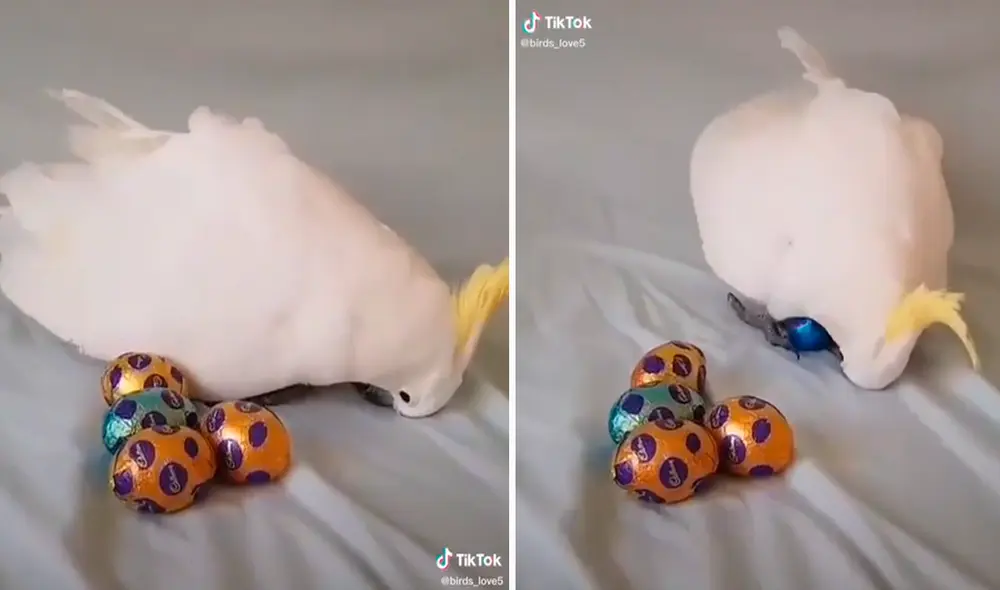 La cacatúa quería empollar a sus bebés, sin imaginar que solo eran esferas de chocolate. Foto: captura de TikTok