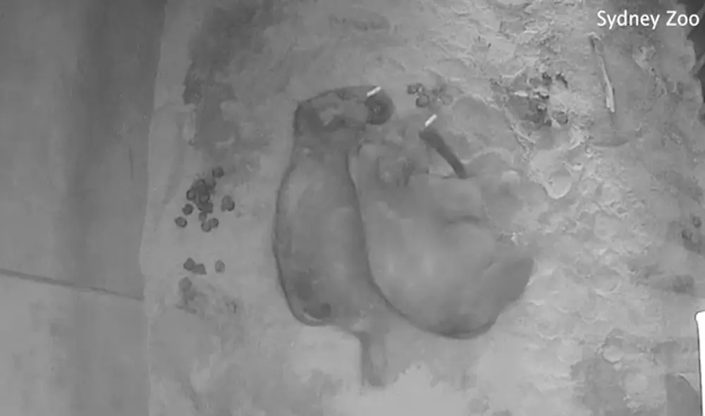 Los paquidermos demostraron que tienen sentimientos y comportamientos similares a los humanos. Foto: captura de Facebook