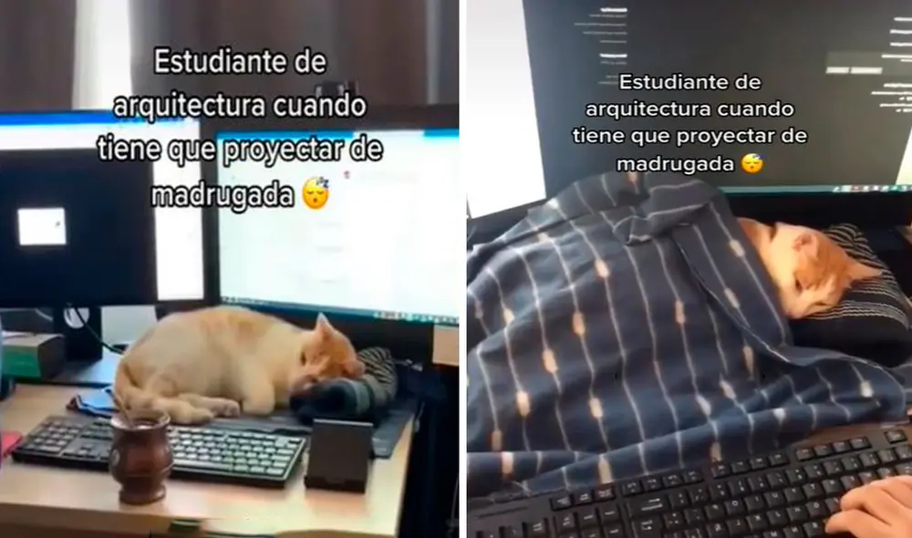 Una joven armó una improvisada cama a su mascota para que descansara un poco, mientras terminaba su proyecto. Foto: captura de Facebook