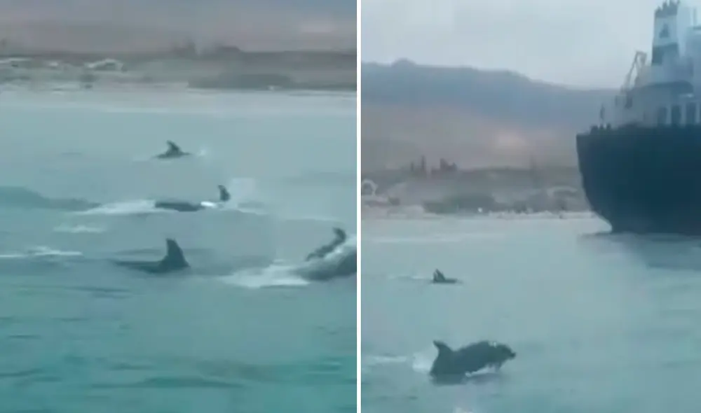 En agosto del 2021 se vio otro avistamiento similar en Mollendo. Foto: Arequipeñadas En agosto del 2021 se vio otro avistamiento similar en Mollendo. Foto: Arequipeñadas