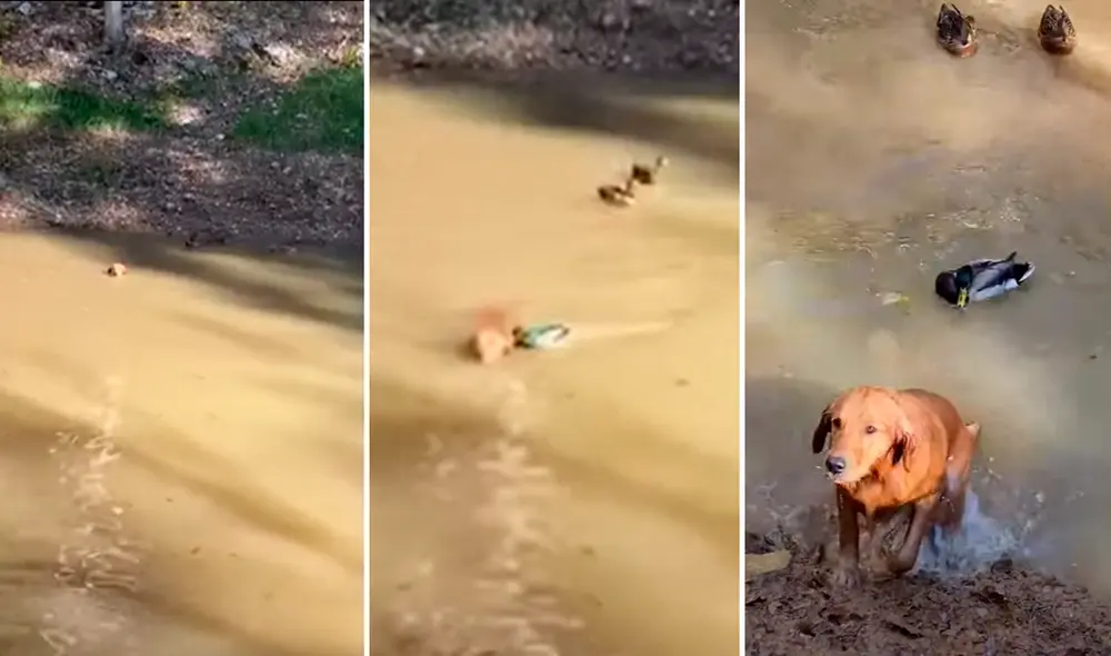 El pato comenzó a perseguir al perro por toda la laguna con el propósito de echarlo. Foto: captura de YouTube