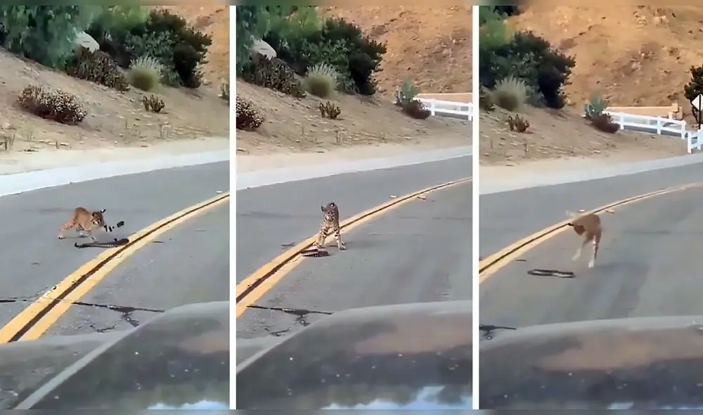 “Tiempo de juego con la serpiente”, se lee en la descripción del clip. Foto: captura de Facebook “Tiempo de juego con la serpiente”, se lee en la descripción del clip. Foto: captura de Facebook