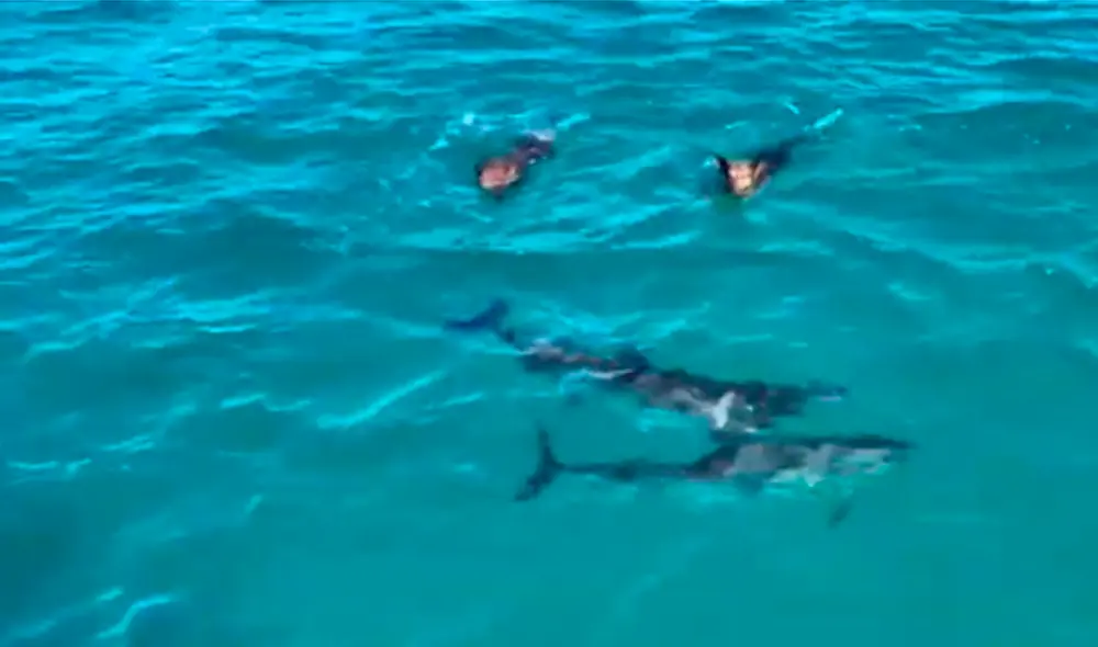 Los animales se unieron para disfrutar del paseo y del cálido clima de las Bahamas. Foto: captura de YouTube