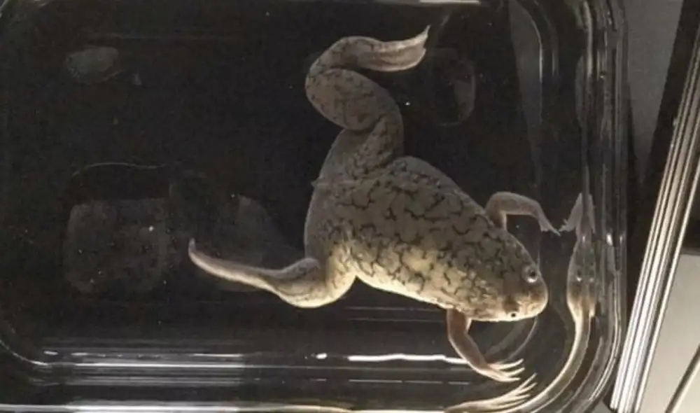 Este avance en la medicina regenerativa podría ser una base para futuros tratamientos con humanos que han perdido sus extremidades por traumatismos o diabetes. Foto: Murugan et. al. / Tufts University / Science Advance